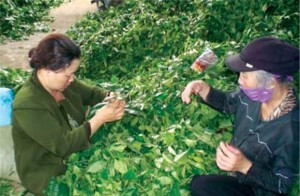 Chè qua sơ chế bán có thuộc diện chịu thuế GTGT