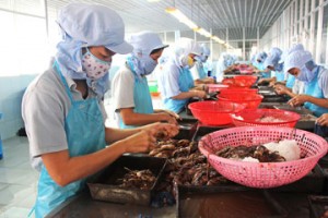 thuy san so che - centax