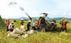 Kinh doanh lúa có phải kê khai nộp thuế không