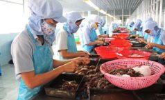 Sản phẩm thủy sản sơ chế có chịu thuế GTGT không